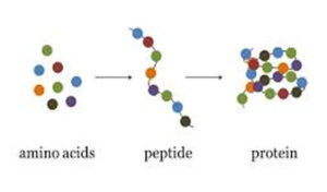 Что такое пептид